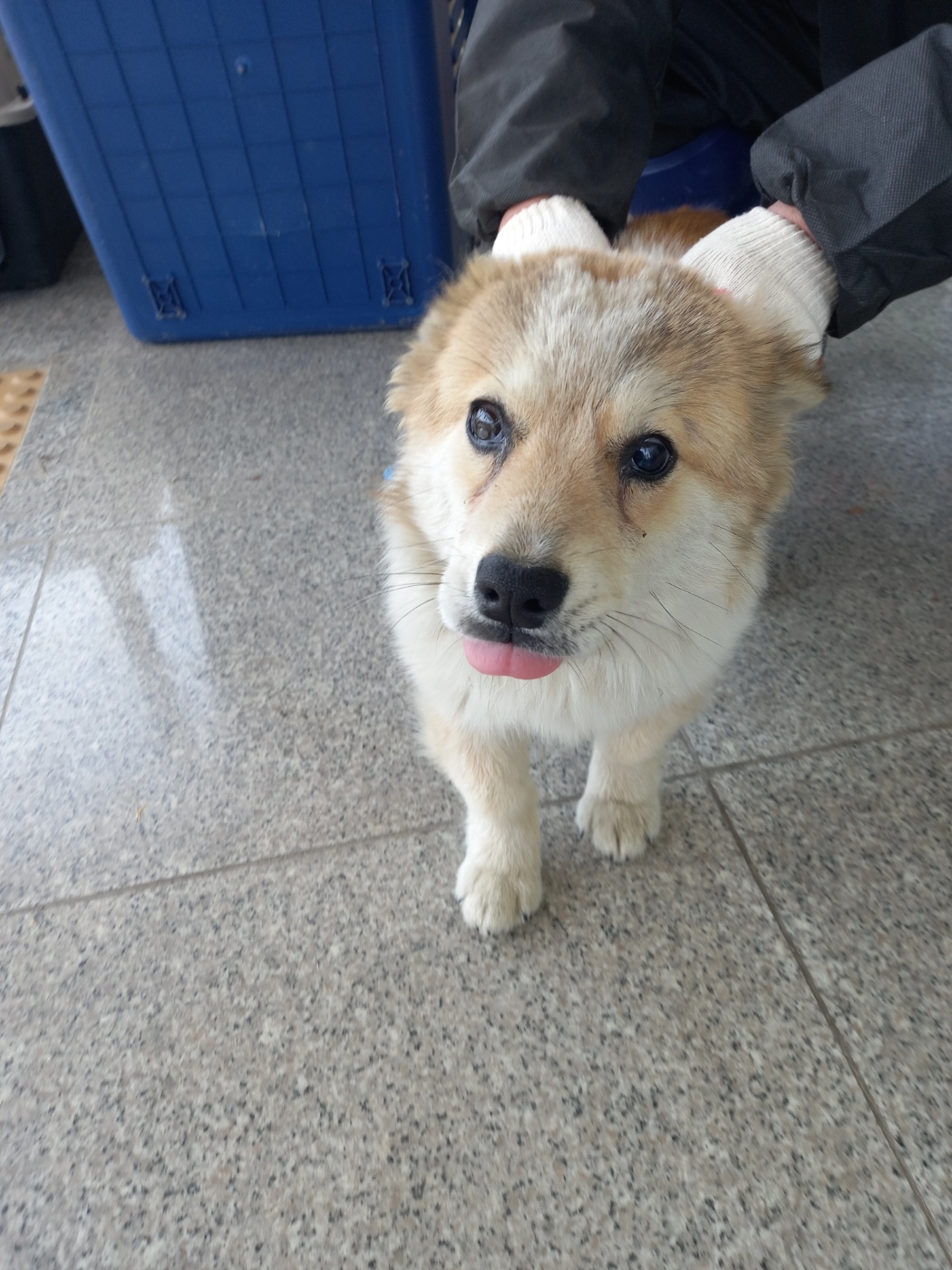 구미시 동물보호센터_447508202300617